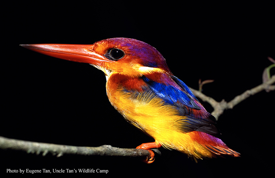 Black-Backed Kingfisher FM-2 Uncle Tan