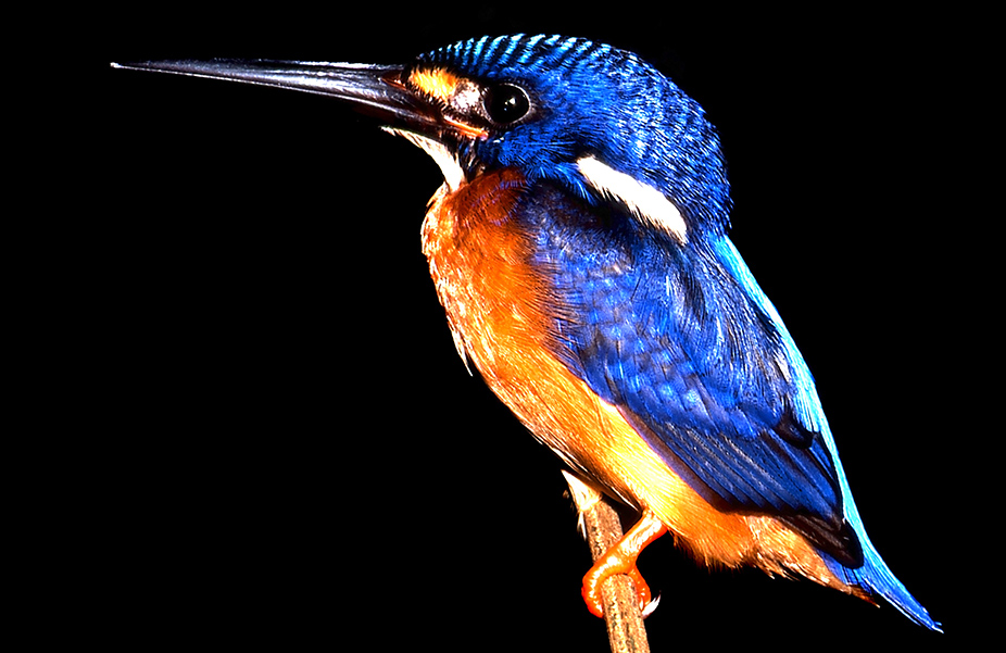 Blue-Eared Kingfisher 2 Uncle Tan