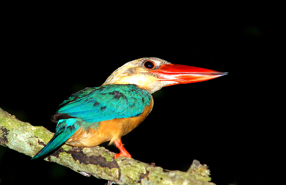 Stork-Billed Kingfisher Uncle Tan